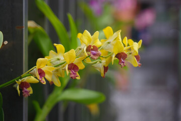 yellow orchid flower