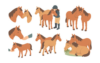 Fototapeta premium Equestrian icons set – horses, rider, feeding, foal, grazing, head