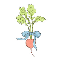 Pencil colored radish isolated on white background. Hand drawn red root farm vegetable plant illustration