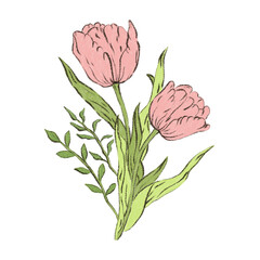 Pencil colored tulip flower isolated on white background. Hand drawn tulips bouquet drawing illustration