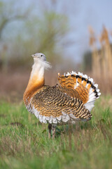Great bustard (Otis tarda). Male captured mid-display with tilted head and extended white beard. Calm grassland under clear skies.