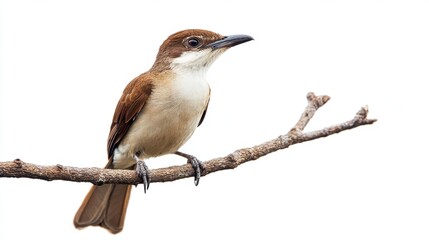 Fototapeta premium Small Brown and Beige Bird Perched on Weathered Branch Against White Background