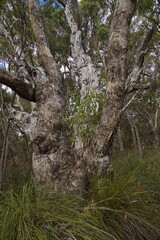 Forest at Lake Clifton in Yalgorup National Park southly of Mandurah, Western Australia, Australia
