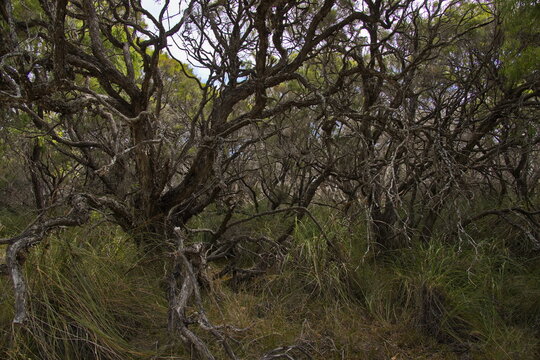 Forest at Lake Clifton in Yalgorup National Park southly of Mandurah, Western Australia, Australia

