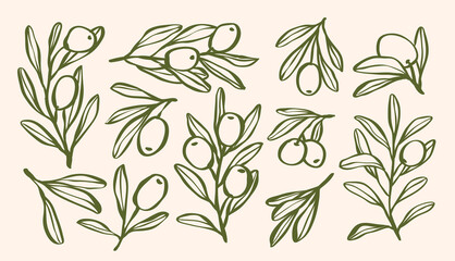 Set of monogram olive branch with leaves and olive oil logo or olive tree icon, hand drawn olive border botanical medicine herbs in vector format, floral olive frame