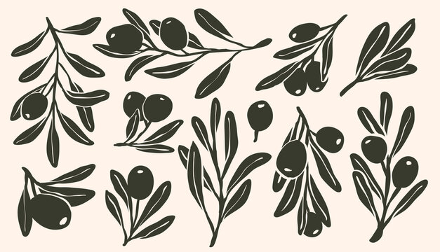 Set of whimsical olive branch with leaves and olive oil logo or olive tree icon, hand drawn olive border botanical medicine herbs in vector format, floral olive frame