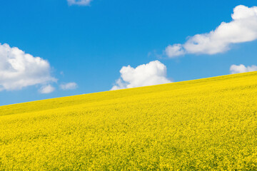 Obraz premium a field of yellow flowering rapeseed on a sloping field