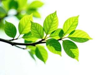 Obraz premium Branch with leaves isolated on white background, tree, branches, foliage