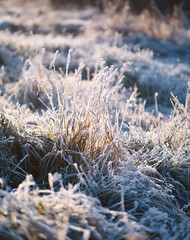 Fototapeta premium Frozen Grass Blades Glistening in Morning Light