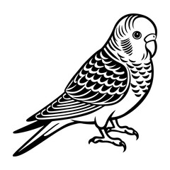 Download Budgerigar Vector Svg File For Design.