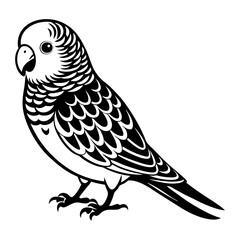 Download Budgerigar Vector Svg File For Design.