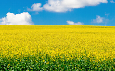 Landscape of a field with blooming rapeseed and blue sky with clouds
