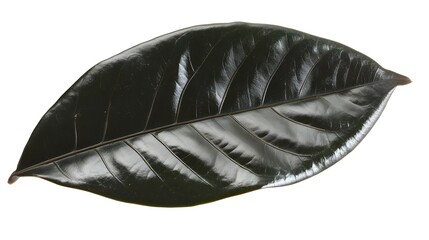 Single dark green leaf isolated on white background.  Detailed venation visible. Perfect for botanical illustrations, nature designs, and eco-friendly concepts.