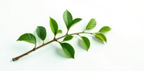 Obraz premium A single branch with intricate details on white background, foliage, simple, texture