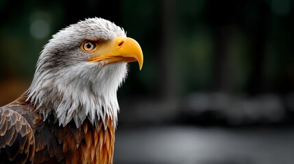 Fototapeta premium Majestic Bald Eagle Portrait Close-Up Natural Habitat Animal Photography Forest Environment Wildlife Concept