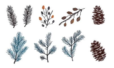 Minimalist Fir Branches and Pine Cones Vector Illustration for Christmas Decor