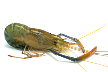 Fresh river prawns isolated on white background. Big freshwater prawns. River prawns for cooking.