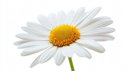 Fototapeta premium Daisy Flower on White Background - Professional Stock Photo