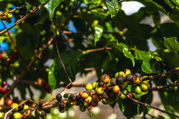 Unhealthy black seeds defect of plant disease of coffee berries on tree in coffee plantation