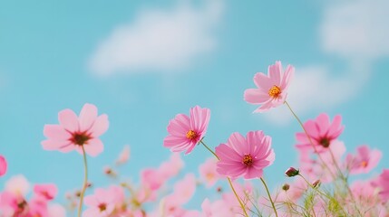 Vibrant Wildflowers in Lush Meadow under Serene Sky