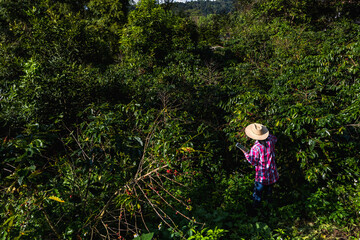 Agronomist woman working in coffee plantation