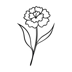 Single Line Drawing Carnation Flower