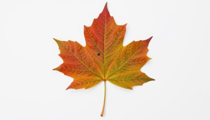 Create a high quality isolate image of a fresh autumn maple leaf placed in the center of a pure white background (RGB 255, 255, 255)