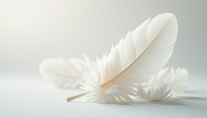 Naklejka premium Crisp white feathers, softly lit, on bright white, light, stock photo