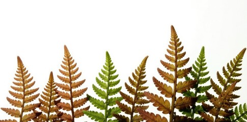Naklejka premium clusters of ferns brown delicate isolated white, , nature photography, fern fronds