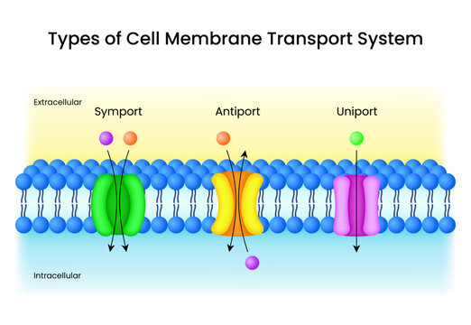 Cell Membrane Transport Systems Symport Antiport and Uniport