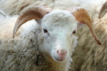 A close-up portrait of a white sheep with impressive, curved horns.