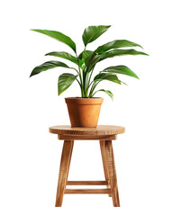 Obraz premium Tropical Aglaonema houseplant in pot on a stand
