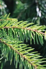 fir tree branches