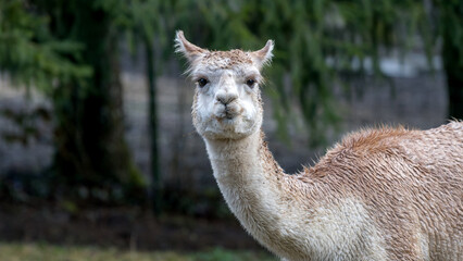 A calm llama standing in a grassy field with trees in the background during a bright afternoon