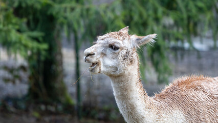 Fototapeta premium A calm llama standing in a forest with trees in the background on a sunny afternoon