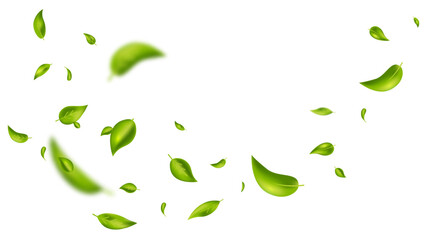 Green flying leaves on long white banner. Leaf falling. Wave foliage ornament. Vegan, eco, organic design element. Cosmetic pattern border. Fresh tea background. Beauty product. Vector illustration