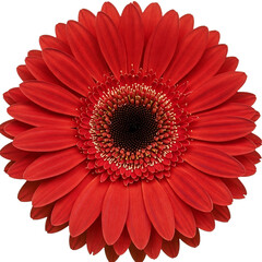 A bright red gerbera daisy with a dark center and layered petals, No background.