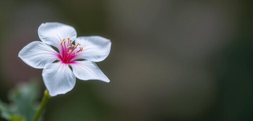 Delicate white flower, pink center, single stem, soft focus, background, botany