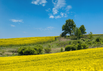 Spring rapeseed yellow blooming fields