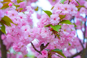 Delicate Pink Cherry Blossom Flowers in Full Bloom on a Sunny Day