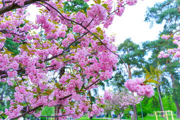 Naklejka premium Blossoming Cherry Trees in a Vibrant Spring Park Landscape