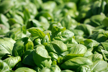 basil of liguria detail