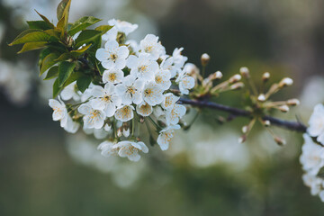 Blooming cherry blossoms adorn a serene spring landscape, showcasing delicate white petals and vibrant green leaves in a tranquil setting