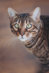 Striking cat with vivid green eyes and beautifully patterned fur explores a cozy indoor space, displaying a curious demeanor and a playful spirit