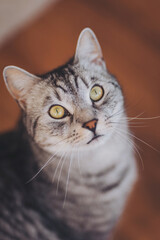 Curious gray cat gazing upward with bright green eyes and a hint of mischief on a warm wooden floor in the living room during a sunny afternoon
