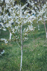 Blossoming cherry trees create a stunning spectacle in an orchard during springtime, showcasing delicate flowers against vibrant green grass