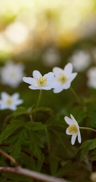 Close-up macro video of white wood anemones (Anemone nemorosa) gently swaying in the spring breeze. Captured in a lush deciduous forest, this footage highlights of early spring wildflowers.