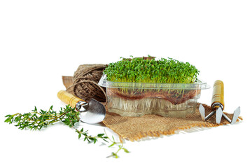 Microgreens sprouting on jute mat in plastic tray. Sprouted salad seeds and garden tools.