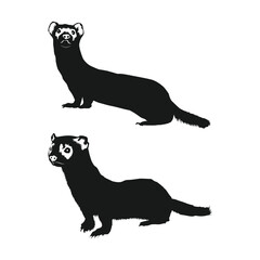 black footed ferret silhouette on white background vol 04