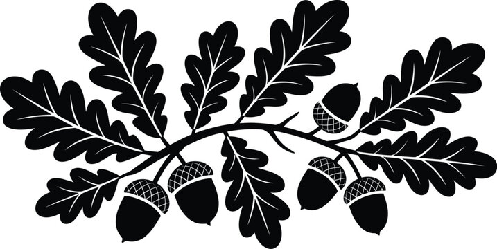 Decorative oak branch with acorns and leaves silhouette design